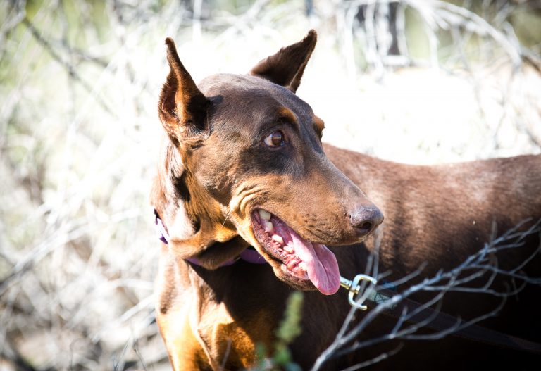 Optimizing WordPress 101 - OnSiteWP